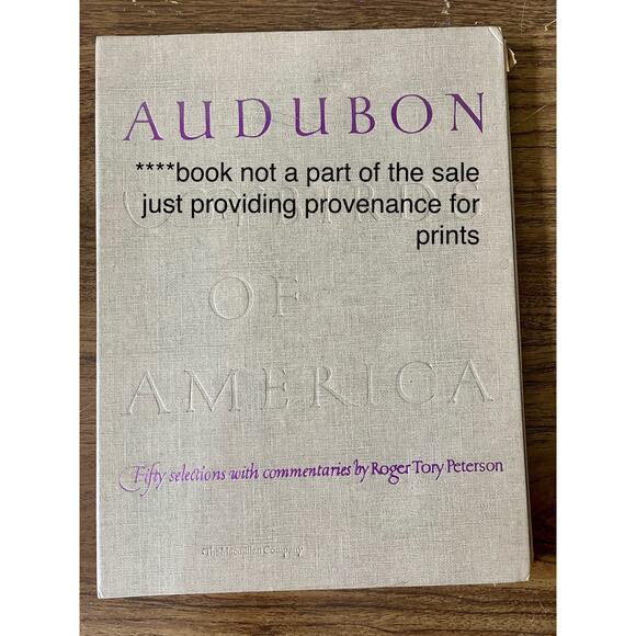 Audubon Birds of America Whistling Swan Original Print Vtg 1950 Peterson 9 x 12 - Picture 5 of 5